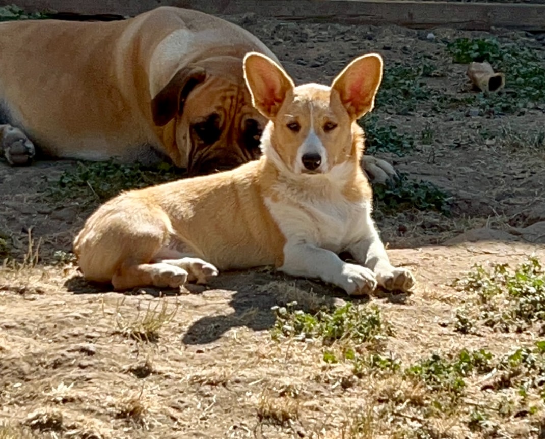 Lexi — Dam at Diamond Ridge Corgis
