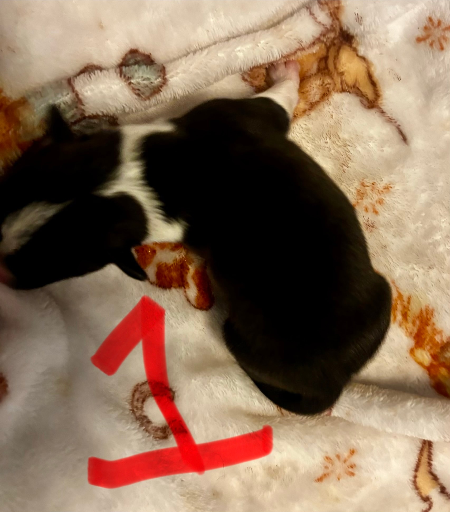 ACE corgi puppy